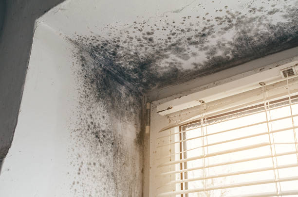 Affordable Mold Removal solutions in Ridgewood, NJ